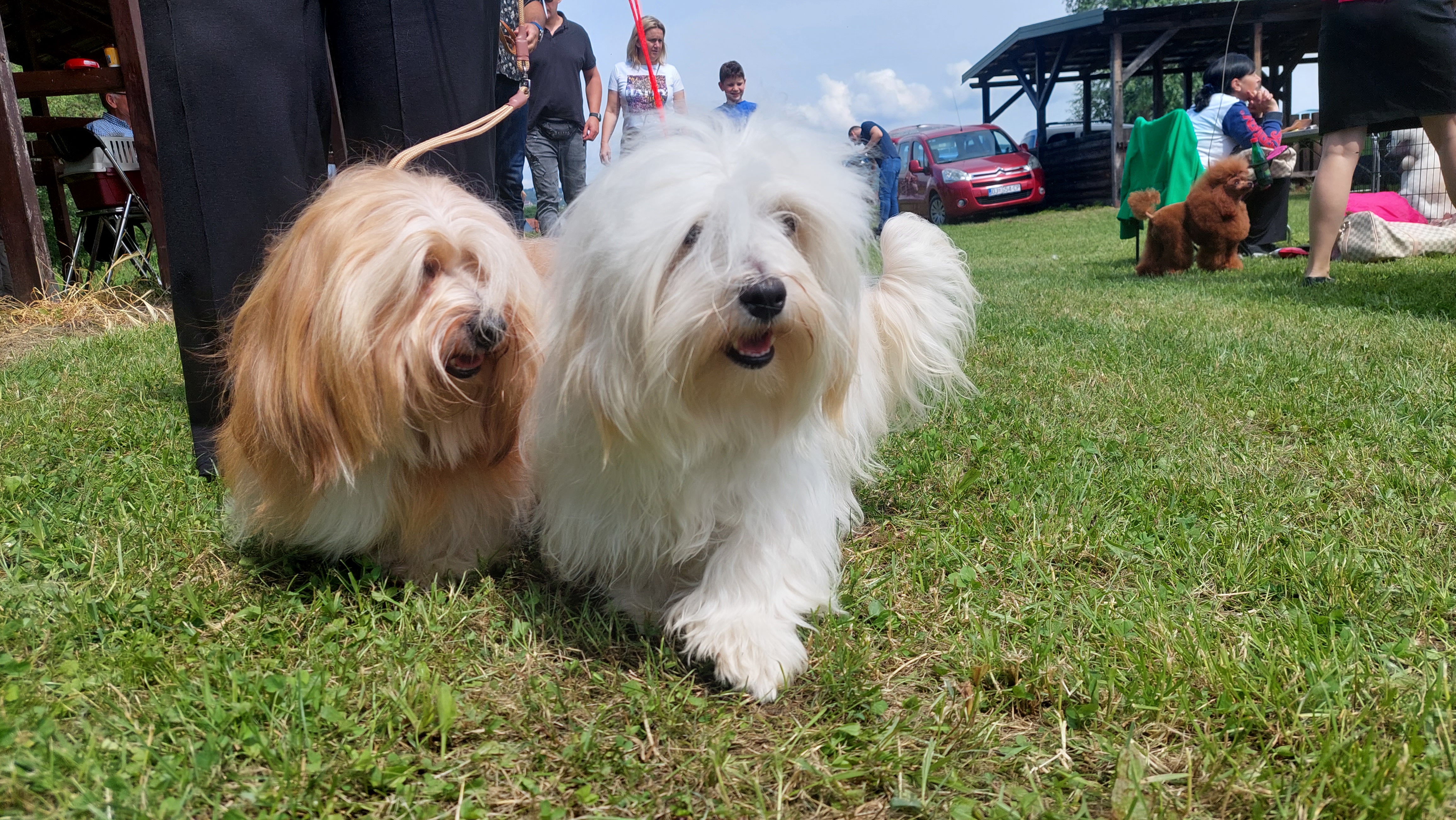 Proljetna šetnja sa psom - na što obratiti pažnju