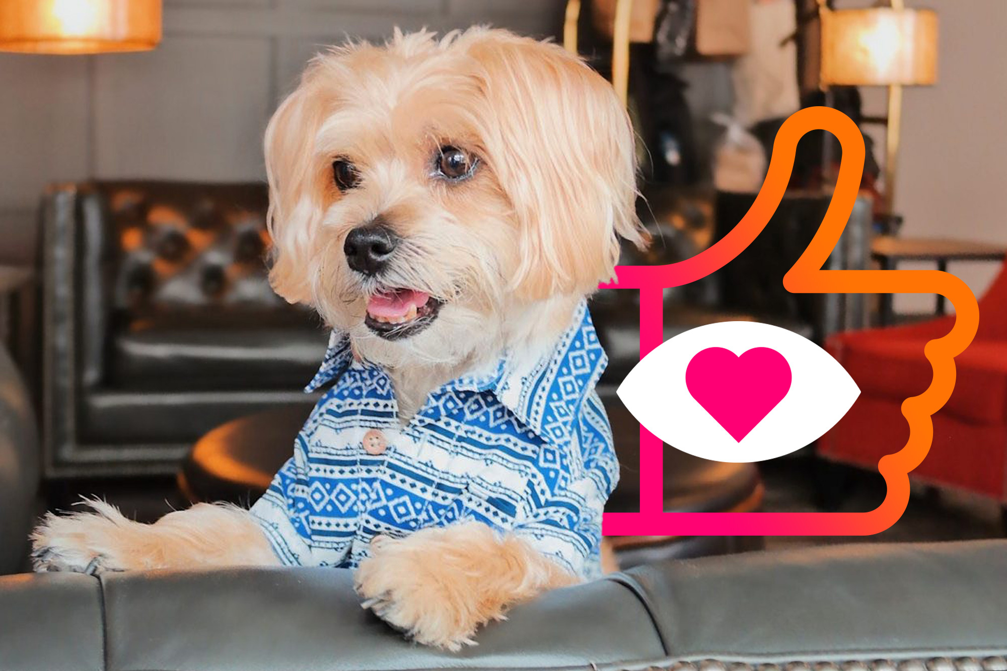 Kako od psa napraviti influencera na društvenim mrežama