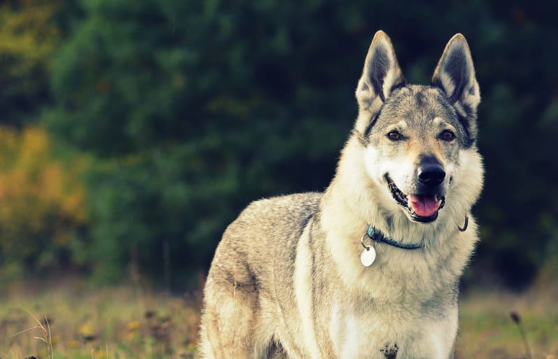 Čehoslovački vučji pas: Karizmatična pasmina na granici vuka i psa